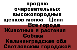 продаю очаровательных высокопородных щенков мопса › Цена ­ 20 000 - Все города Животные и растения » Собаки   . Калининградская обл.,Светловский городской округ 